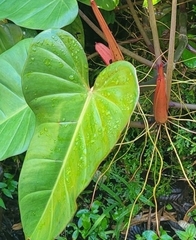 Philodendron erubescens