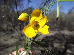 Senna aciphylla