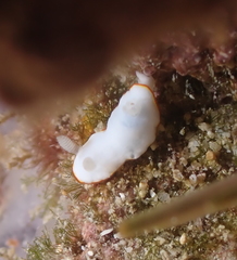 Goniobranchus verrieri