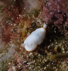 Goniobranchus verrieri