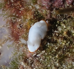 Goniobranchus verrieri