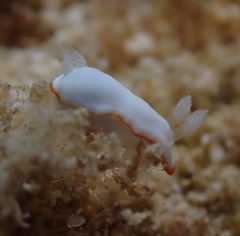 Goniobranchus verrieri