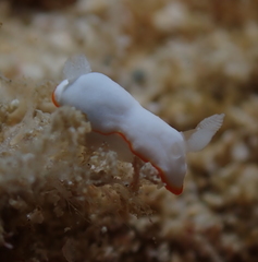 Goniobranchus verrieri