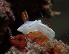 Ardeadoris angustolutea