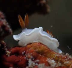 Ardeadoris angustolutea