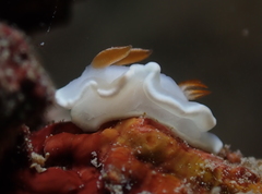 Ardeadoris angustolutea