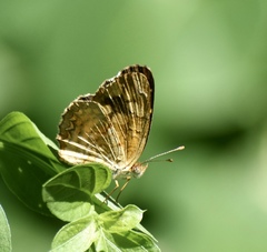 Anthanassa frisia