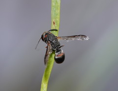 Masarinae