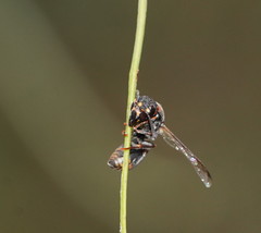 Masarinae