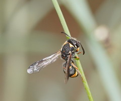 Masarinae