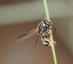 Masarinae