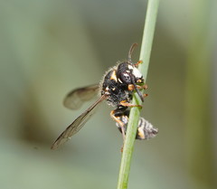 Masarinae
