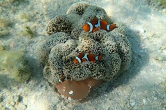 Amphiprion percula