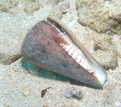 Conus leopardus
