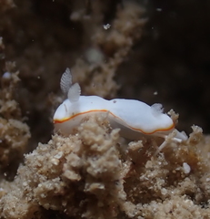 Goniobranchus verrieri
