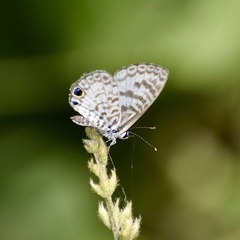 Leptotes cassius theonus