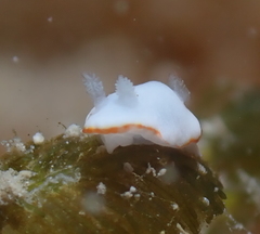 Goniobranchus verrieri