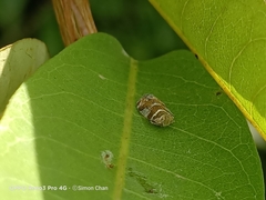 Lophopinae