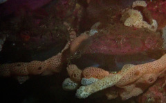 Brachiopoda