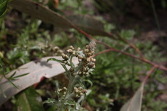 Gamochaeta antillana