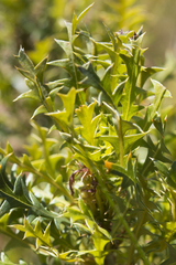 Banksia armata