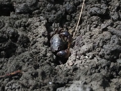 Pseudohelice subquadrata