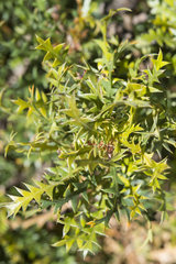 Banksia armata