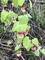 Aristolochia californica