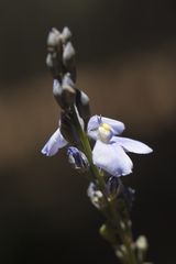 Comesperma calymega