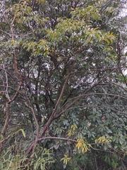 Elaeocarpus japonicus