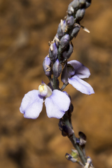 Comesperma calymega