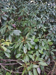 Elaeocarpus japonicus