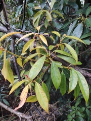 Elaeocarpus japonicus