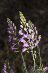 Comesperma virgatum