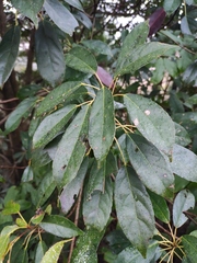 Elaeocarpus japonicus