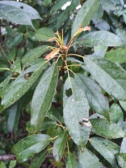 Elaeocarpus japonicus