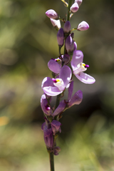 Comesperma virgatum