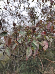 Cornus hongkongensis