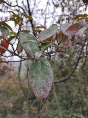 Cornus hongkongensis
