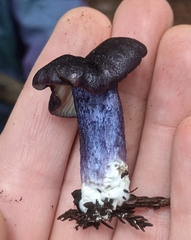 Entoloma dichroum