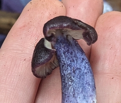 Entoloma dichroum
