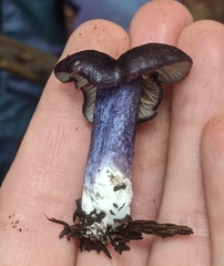 Entoloma dichroum