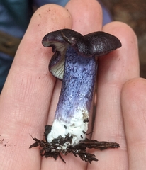 Entoloma dichroum