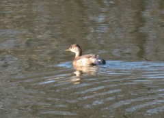 Tachybaptus ruficollis