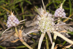 Eryngium pinnatifidum