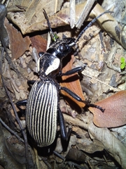 Anthia burchelli burchelli