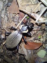 Anthia burchelli burchelli