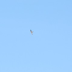 Aerodramus terraereginae
