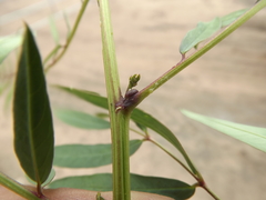 Senna barclayana