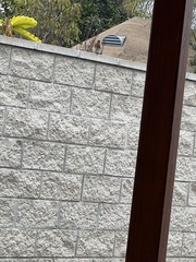 Streptopelia tranquebarica